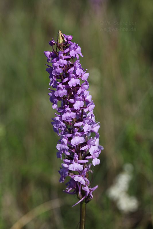 Männliches Knabenkraut